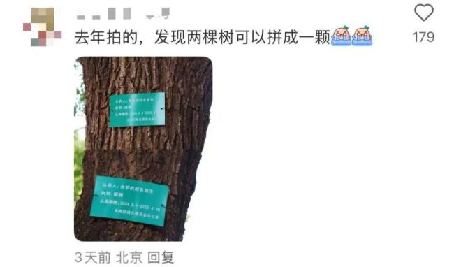 市民希望保留余华和铁生国槐牌子 文学友谊感动人心