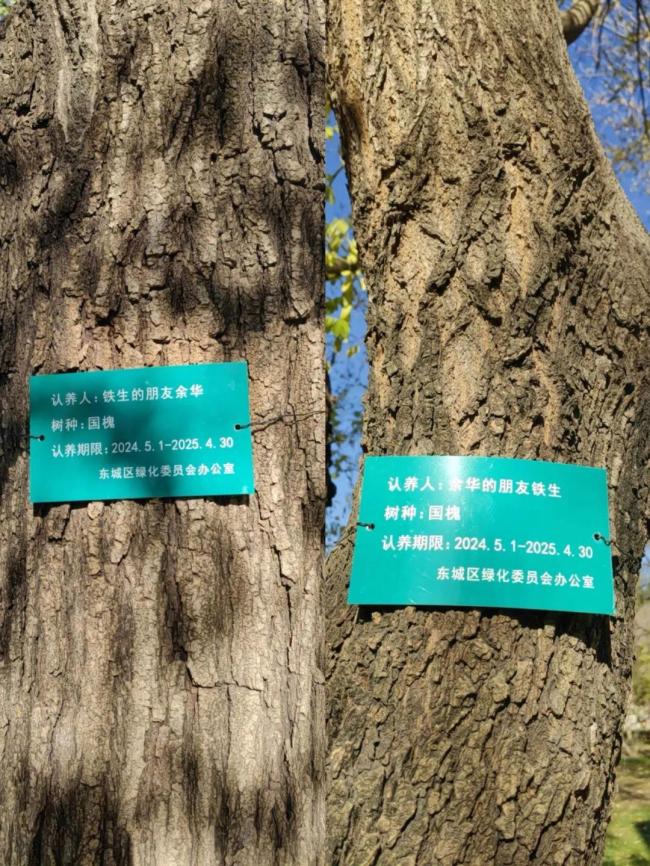市民希望保留余华和铁生国槐牌子 文学友谊感动人心